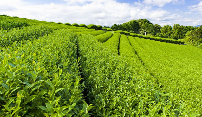 茶葉包裝機(jī)的特點(diǎn)，茶葉包裝機(jī)廠家有哪些？